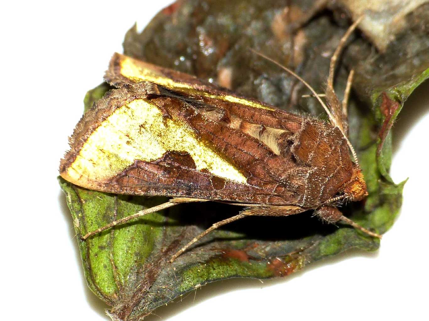 Su un vasetto di menta:Thysanoplusia orichalcea